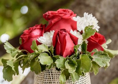 صور ورد أحمر وأبيض Rose 2017 - صور ورد وزهور Rose Flower images